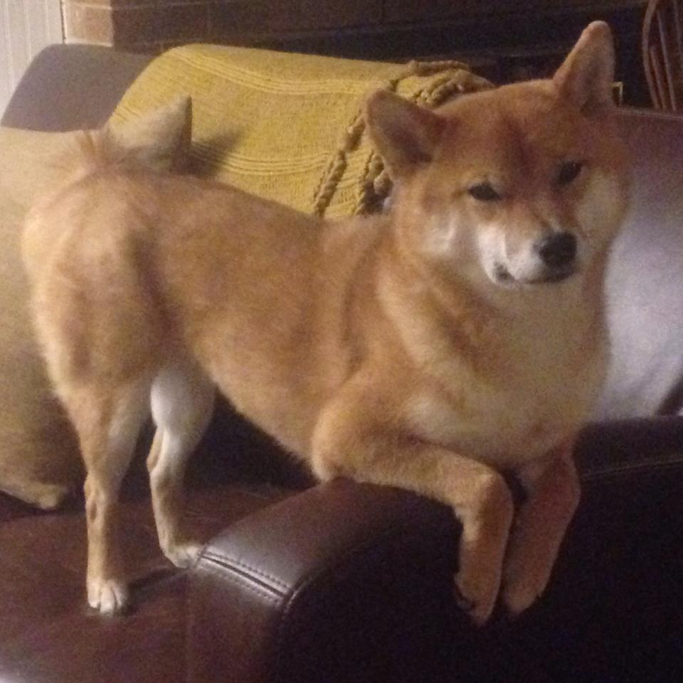 法兰克福通过中路直塞制造得分机会,法兰克福赢了吗